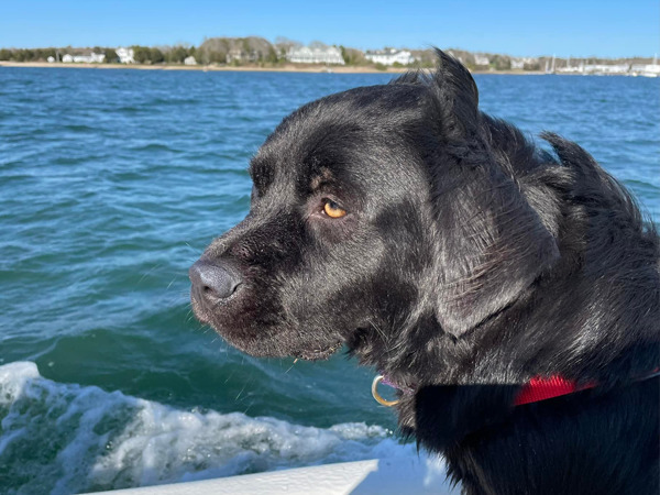 Black dog with a red collar on a boat, gazing at water under a clear blue sky.
