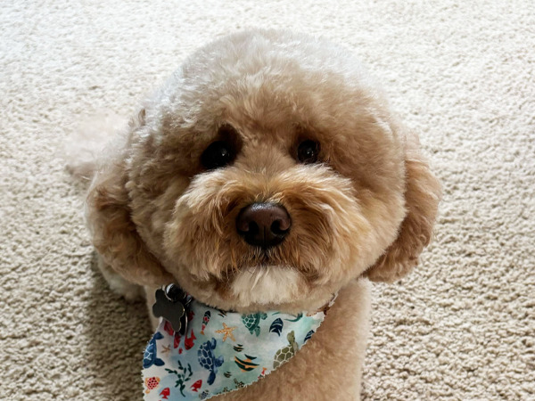 Fluffy dog with a colorful bandana on a carpet.