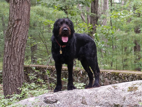 Black dog standing on a rock in a forest.