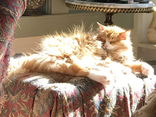 Fluffy orange cat napping in sunlight on a patterned ottoman.