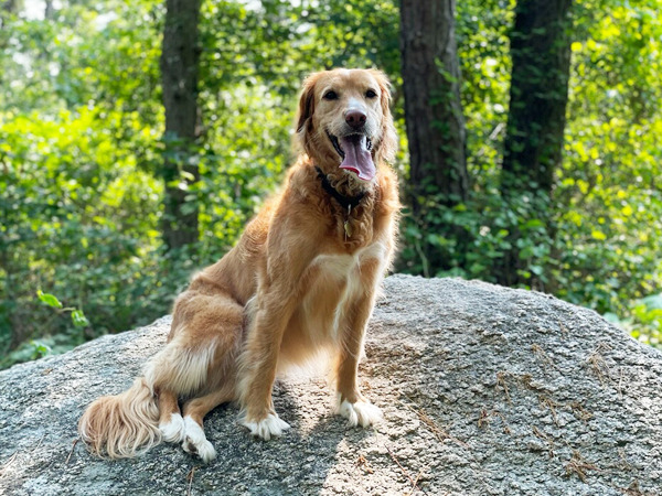 Golden retriever sitting on a rock in a forest.