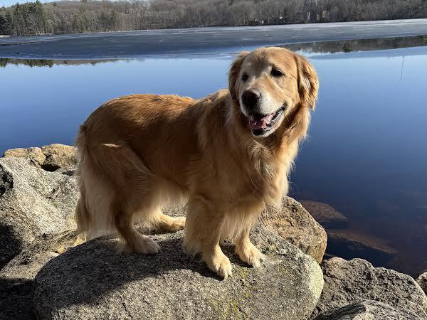 Golden retriever standing on rocks by a calm lake.