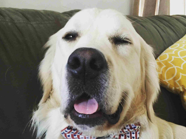Golden retriever with a red checkered bow tie winking on a couch.