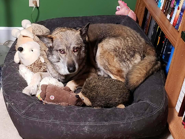 Curled-up dog on bed with plush toys beside a bookshelf.