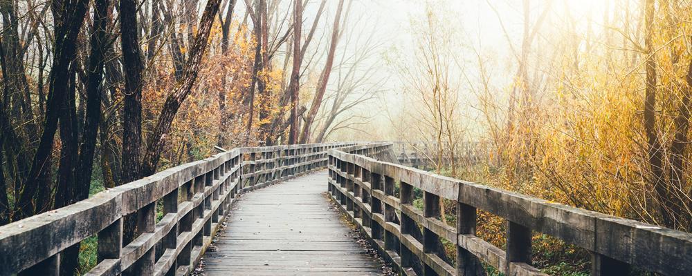 Wooden boardwalk winding through an autumn forest with bright golden sunlight.