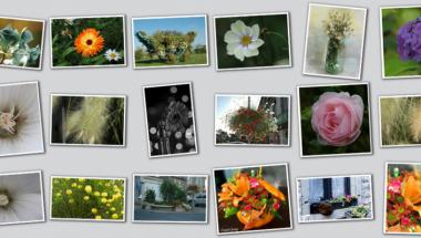 collage of colorful photos, mostly flowers