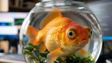 Goldfish in bowl on desk