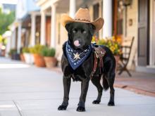 Black dog in cowboy hat and bandana on a sunny street.
