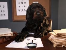 Black dog sits at desk with papers and magnifying glass, detective theme.