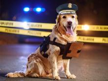 Golden retriever as a police officer with cap, vest, and notepad, in front of police tape.