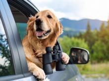 Golden retriever with binoculars leans out car window, trees and mountains in background.