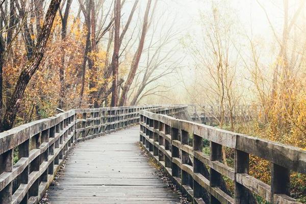 Wooden boardwalk winding through an autumn forest with bright golden sunlight.